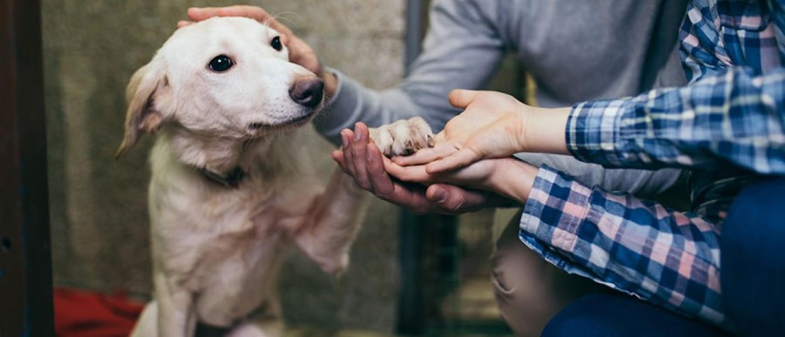 Do You Love Animals? Here's How You Can Help Save Them Without Spending Money